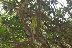 Oberonia verticillata